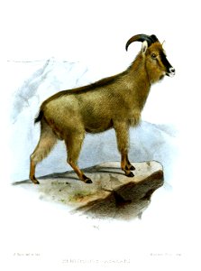 Hemitragus jayakari