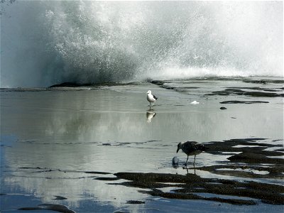 Filename. ExtremeFishing.jpg

Filesize. 1280x960 993kb (original 3264x2448 2.75Mb )
Description. Kelp Gulls eating fish on the edge of a rock shelf with the sea breaking high above them, all of that r