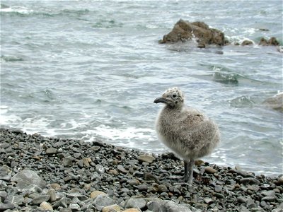 Kelp Gull (Karoro) chick on gravel beach. photo