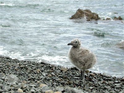 Kelp Gull (Karoro) chick on gravel beach.