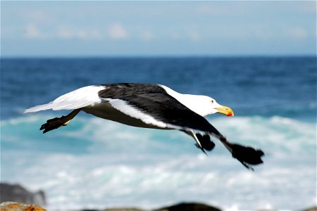A Kelp Gull in Nature's Valley, Western Cape, South Africa photo