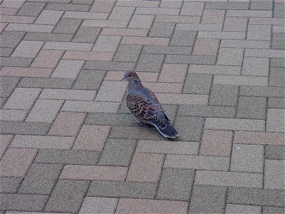 キジバト(Oriental Turtle Dove)、東京都千代田区(Chiyoda city,Tokyo,JAPAN)にて撮影