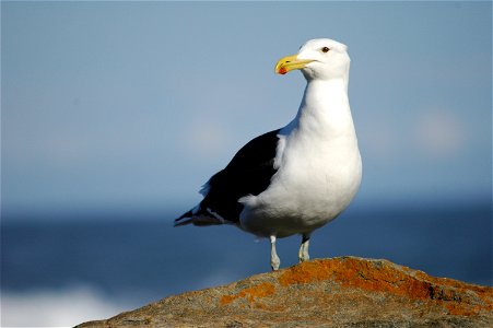 A Kelp Gull in Natures Valley, Western Cape, South Africa