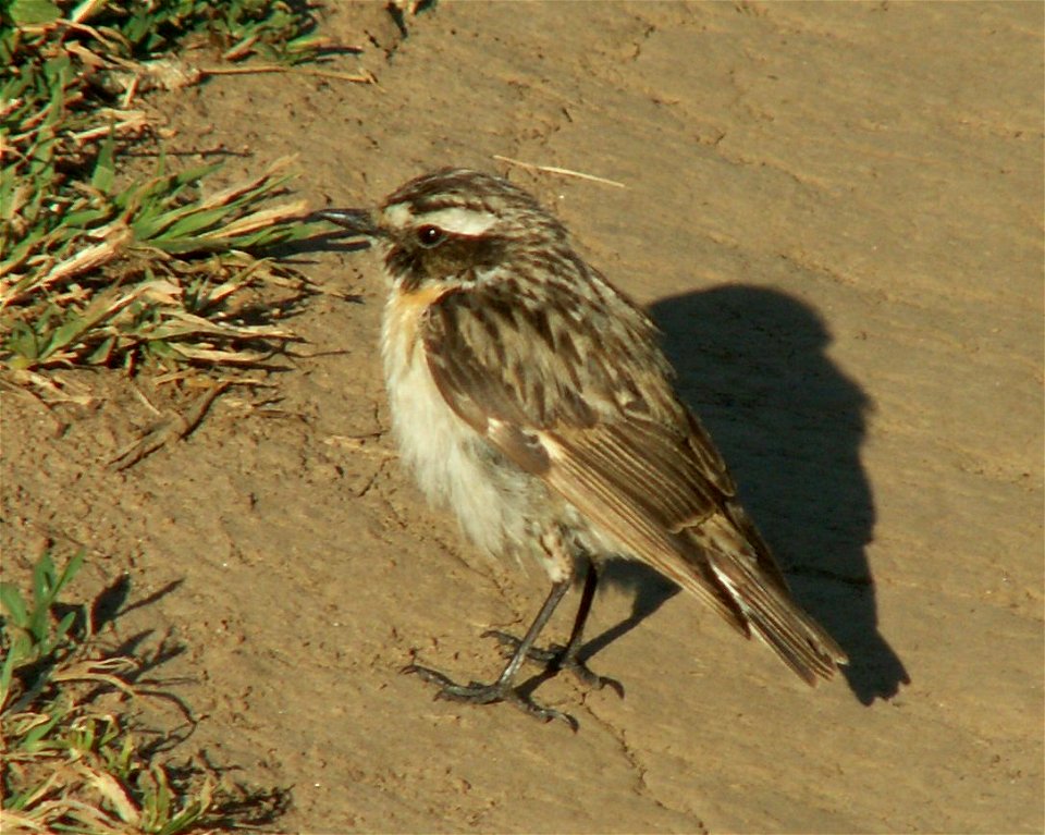 Saxicola rubetra (Whinchat).
