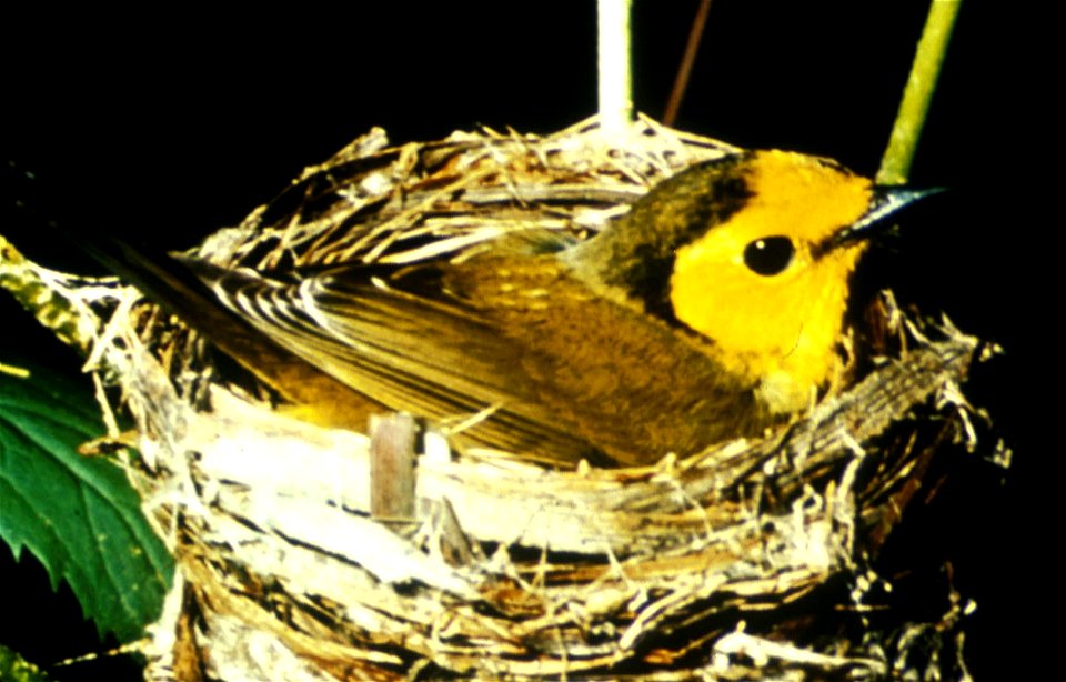 Hooded Warbler (Wilsonia citrina)