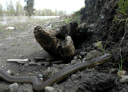 The Threatened Giant Garter Snake is found in aquatic habitats in much of the Wildlife Area. photo