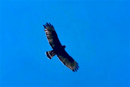 Zone-tailed Hawk Buteo albonotatus in flight. photo