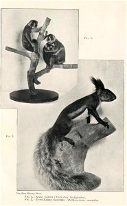 Guide to the zoological collections of the Raffles Museum, Singapore.