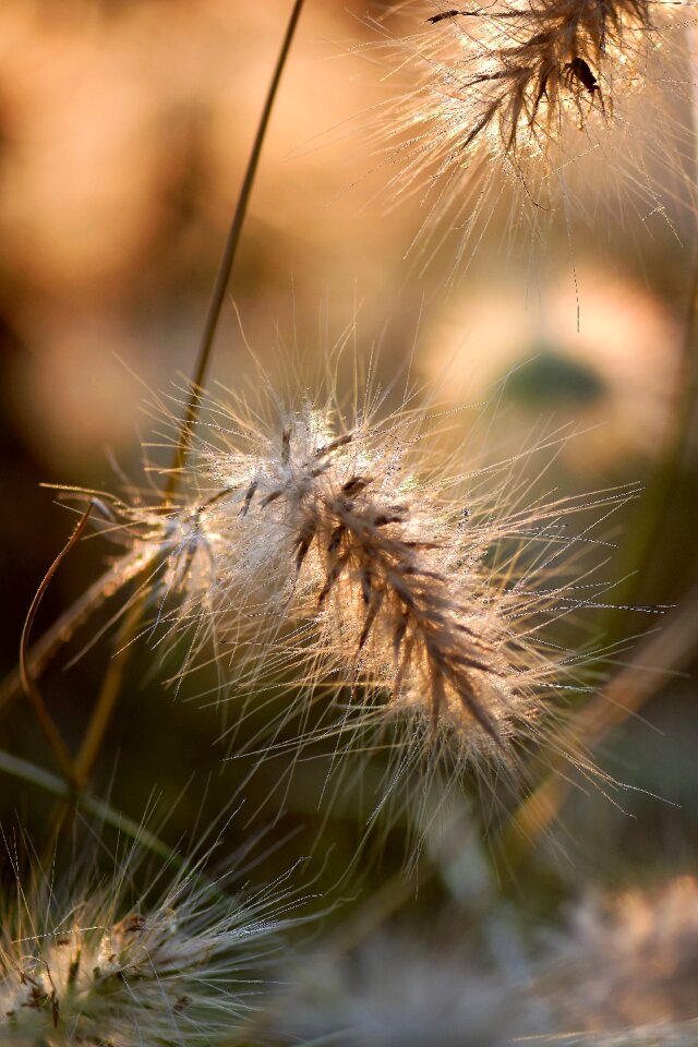 Plant nature meadow