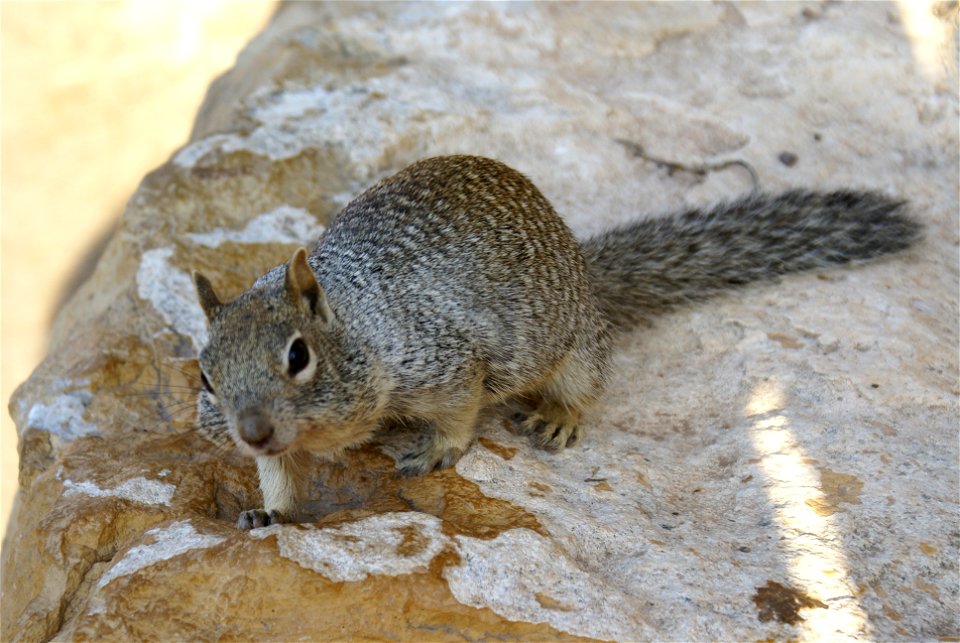 Rock Squirrel in Grand Canyon National Park