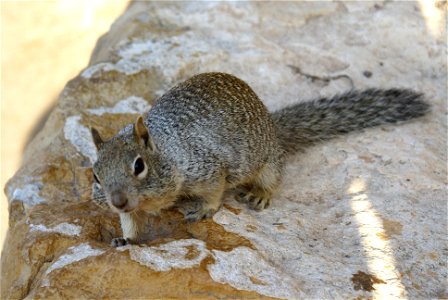 Rock Squirrel in Grand Canyon National Park