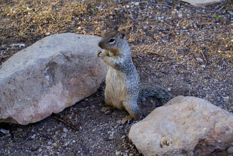 Rock Squirrel in Grand Canyon National Park