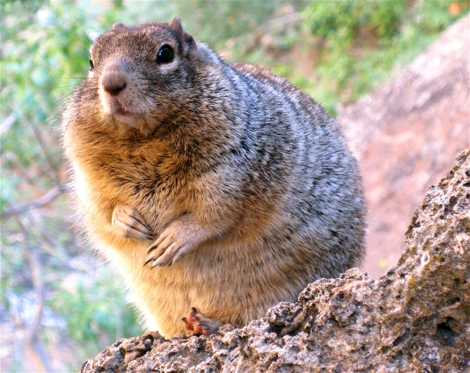 Feeding wildlife is not only unhealthy for the animal, but it can also lead to aggressive behavior. Rock squirrels in the park have been known to bite people and steal food out of backpacks. Be especi
