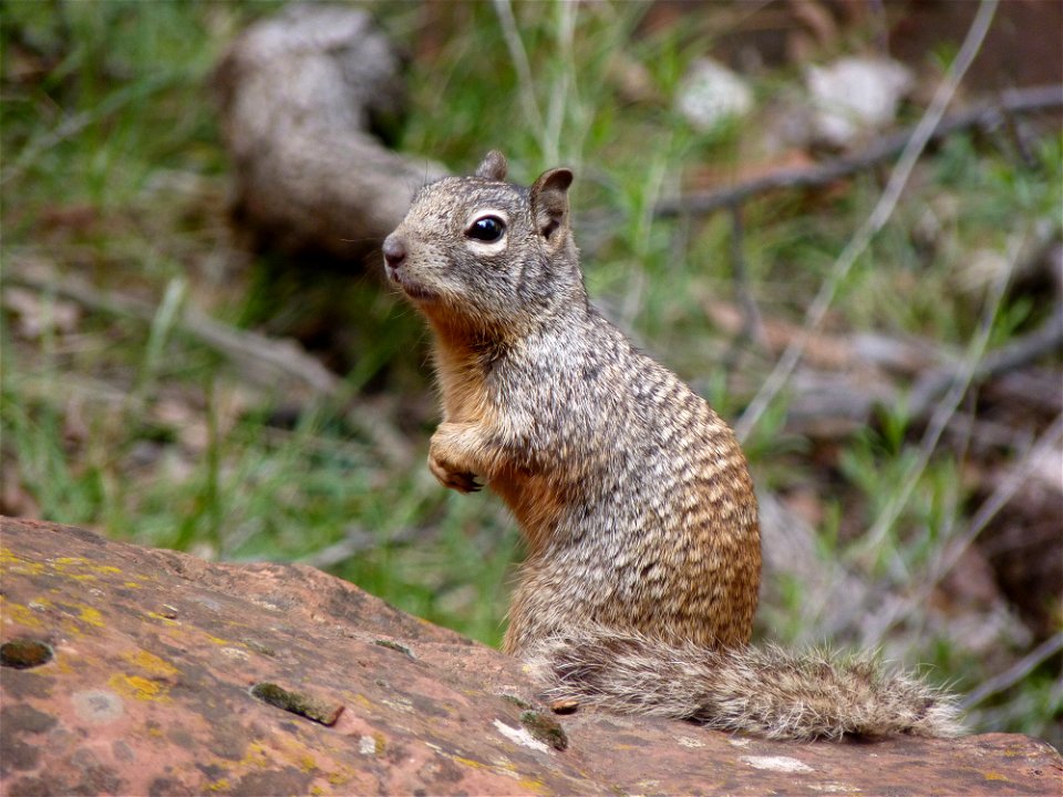 A young rock squirrel (Spermophilus variegatus). NPS Photo/Marc Neidig