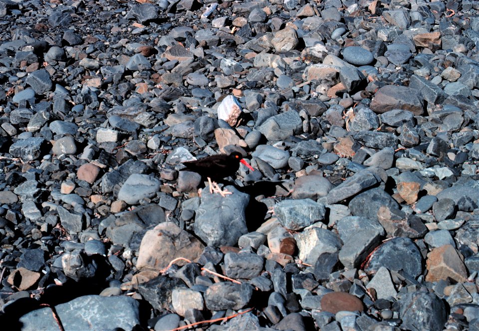 Black oystercatcher (Haemoptus bachmani).