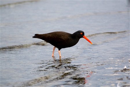 American Black Oystercatcher (Haematopus bachmani).