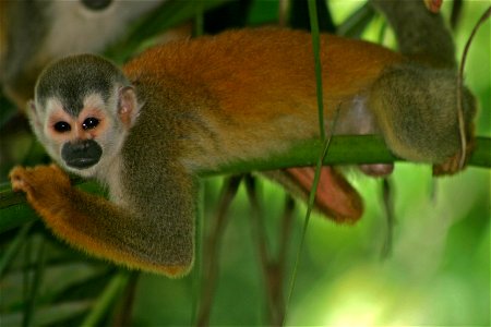 Central American Squirrel Monkey (Saimiri oerstedii)