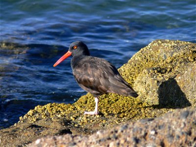 Black oystercatcher