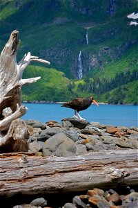 Kenai Fjords National Park