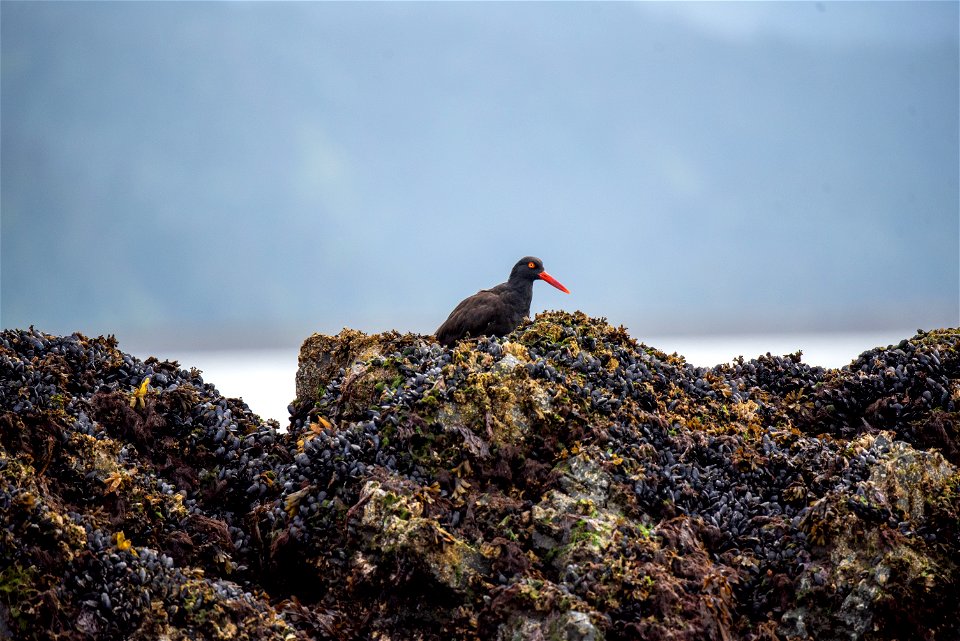 Black Oystercatcher on Gull Island, Kachemak Bay, Alaska