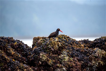 Black Oystercatcher on Gull Island, Kachemak Bay, Alaska