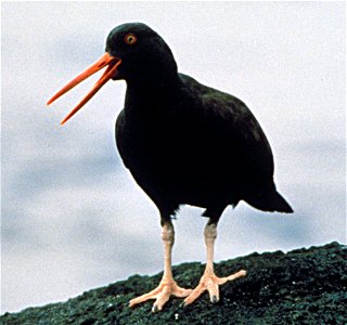 Black oystercatcher (Haematopus bachmani )