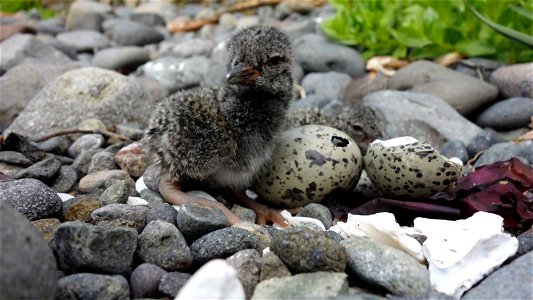 Black Oystercatcher Chick on Aiktak by Mikaela Howie/USFWS