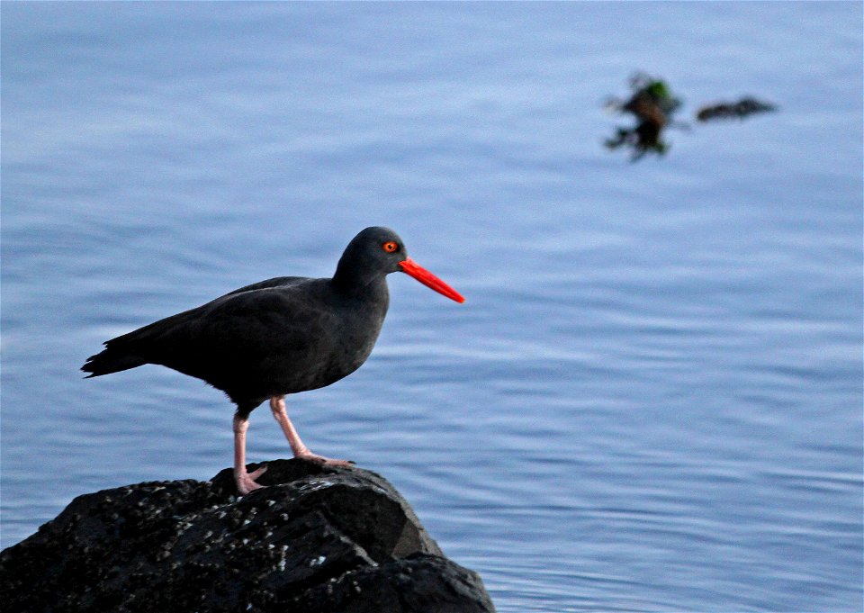 Situated in the northern reaches of Washington State’s Salish Sea, the San Juan Islands are a uniquely beautiful archipelago of more than 450 islands, rocks, and pinnacles. Within this area, the San J