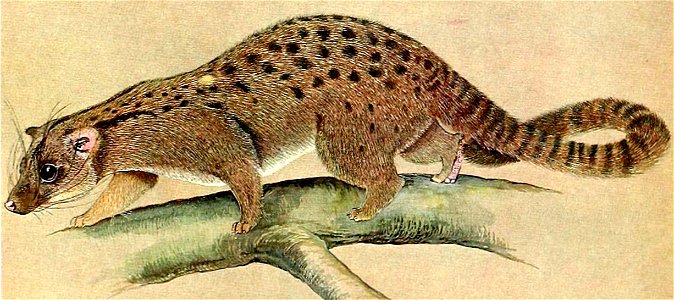 Nandinia binotata