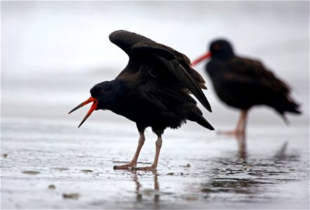 Black Oystercatchers

You are free to use this image with the following photo credit: Peter Pearsall/U.S. Fish and Wildlife Service