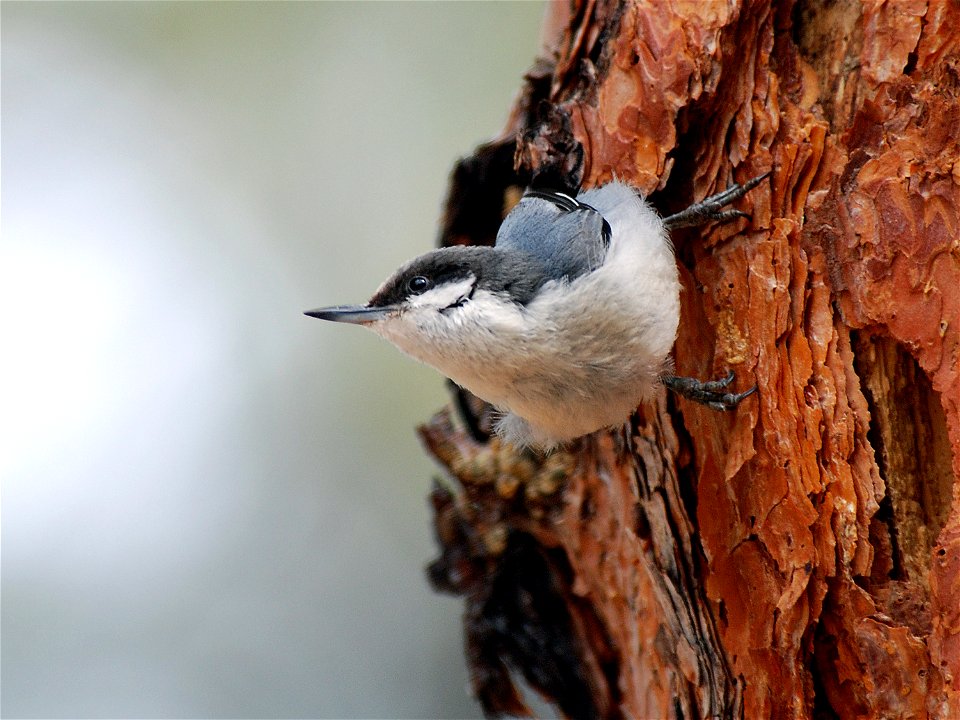 Sitta pygmaea, Main Loop Trail, Bandelier National Monument, New Mexico, USA.