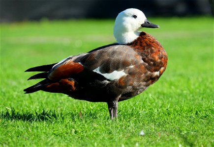 Female Paradise Shelduck standing on lawn