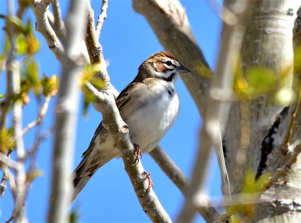 Photo: Tom Koerner/USFWS