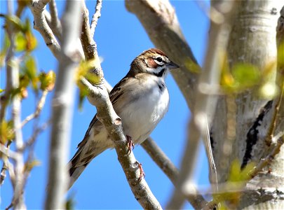 Photo: Tom Koerner/USFWS