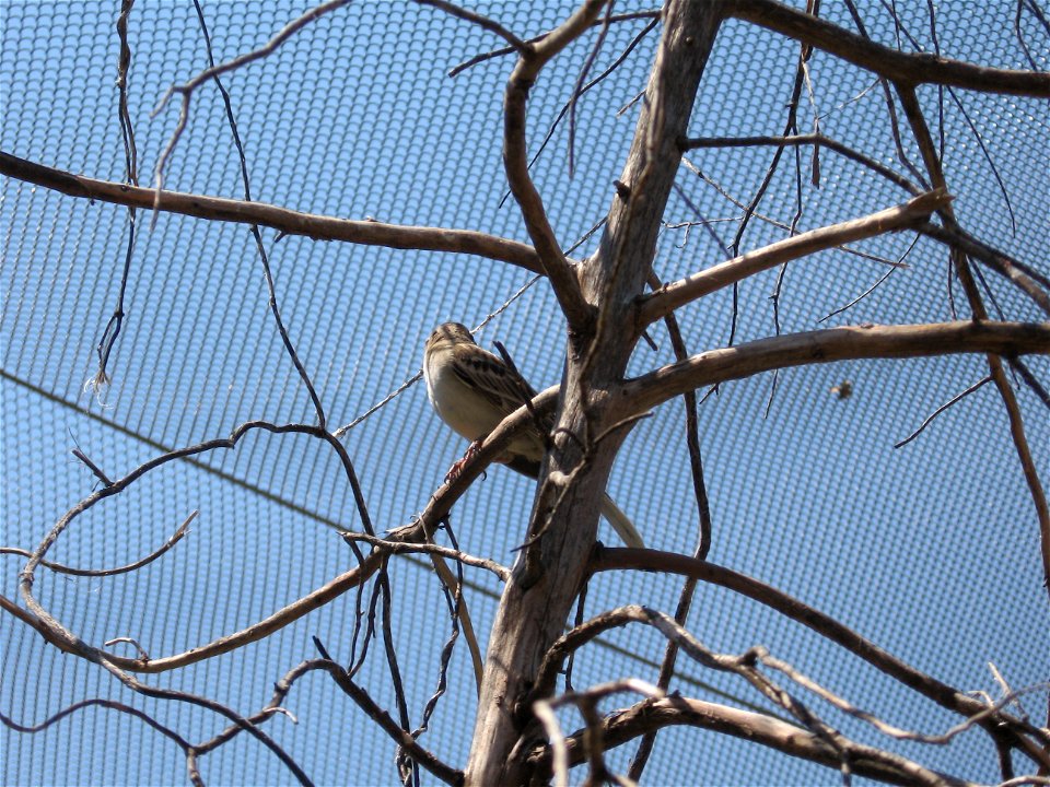 A Lark Sparrow at the OKC Zoo.