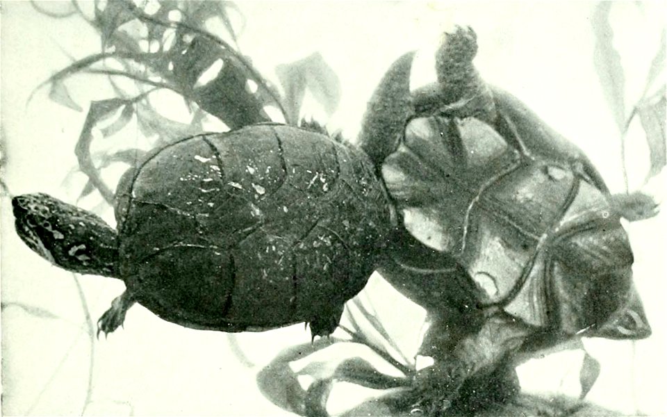 Kinosternon subrubrum