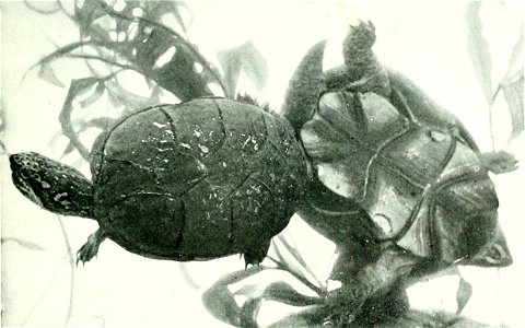 Kinosternon subrubrum