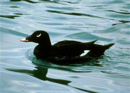 White-winged Scoter Melanitta deglandi, male, Kodiak Island, Alaska.
first upload: 2003-10-10 on en:Wikipedia by en:User:Jimfbleak
Listed at source as Melanitta fusca; image taken in Alaska, so it is 