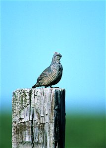 Scale quail perched on post in Eastern New Mexico ranch.