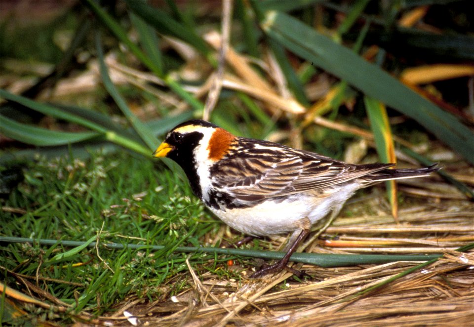 Lapland Longspur (Calcarius lapponicus), Alaska Maritime National Wildlife Refuge