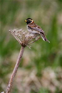 Lapland longspur on Buldir Island, Alaska