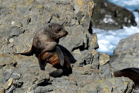 Baby fur seal sitting on the rocks at Sinclair Head seal colony. Pups are not common in this non-breeding colony, which is only a haul-out for seals, outside of the summer breeding season. photo