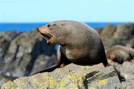 New Zealand fur seal growling, sitting on top of the rocks photo