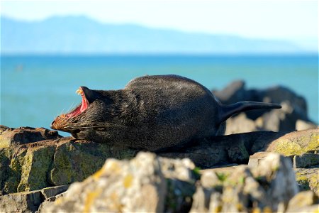 New Zealand fur seal lying on its back on a flat rock rock and yawning, with the sunlight on its mouth photo