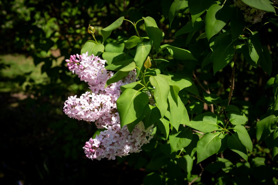 Flower spring garden