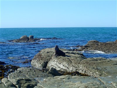A fur seal on the Kaikoura Coast photo