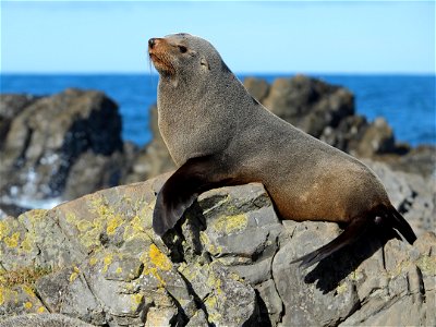 New Zealand fur seal posing on top of the rocks photo