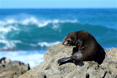 Fur seal pup on top of the rocks in front of surf at Sinclair Head photo