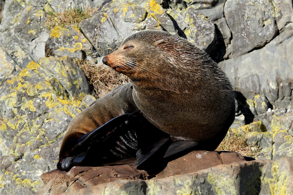 New Zealand fur seal sitting on a rock, scratching itself