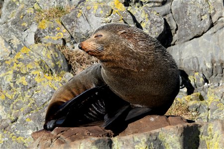 New Zealand fur seal sitting on a rock, scratching itself photo